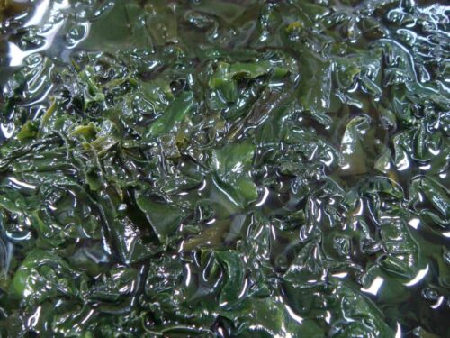 Rehydrated Wakame