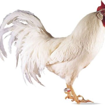 white leghorn