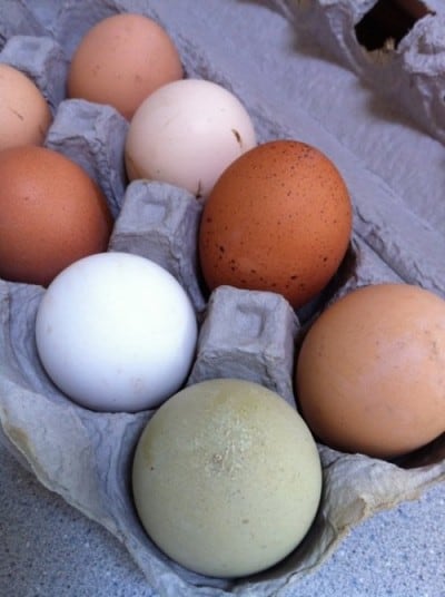 carton of colorful eggs