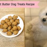 healthy dog treats