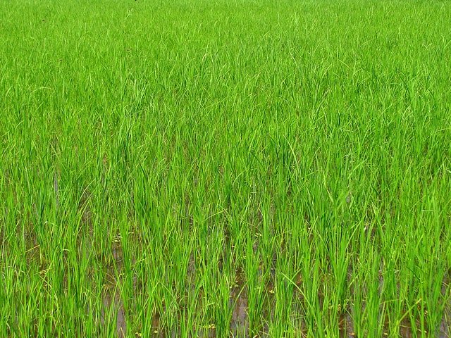 rice paddy