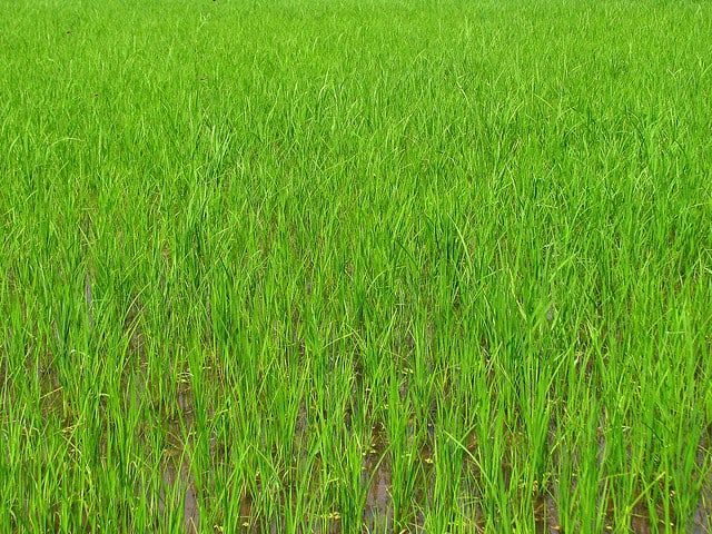 rice paddy