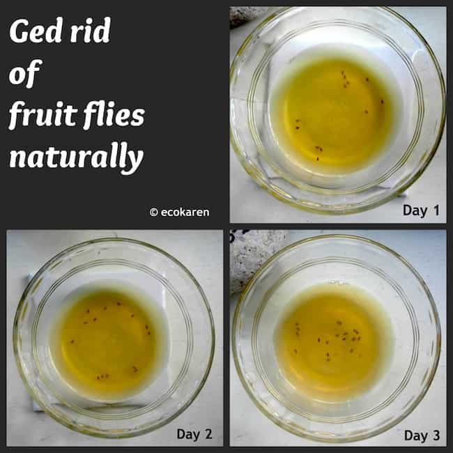 3 day progression of natural fruit fly repellent 