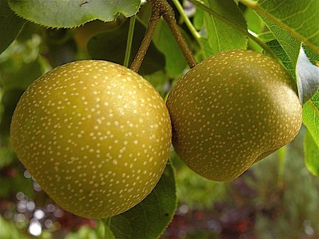 Asian Pears growing on tree