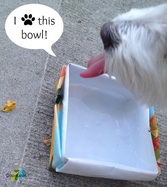maltesse dog drinking water from collapsible water bowl 
