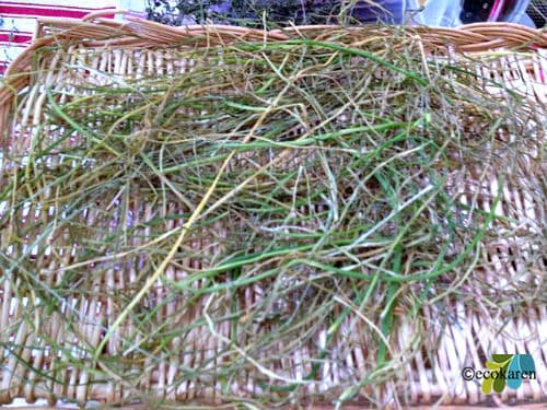 dried chives