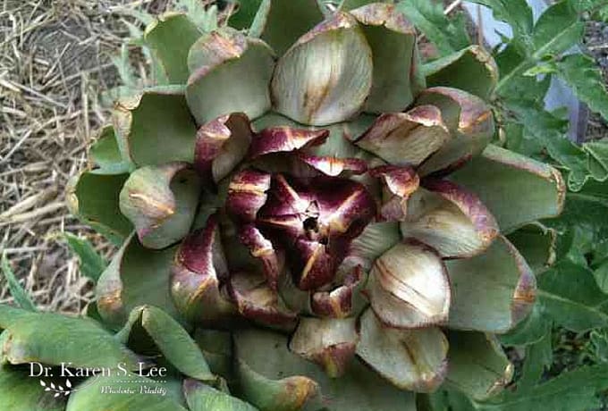 growing artichoke plant