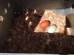 eggs from kinderhook farm