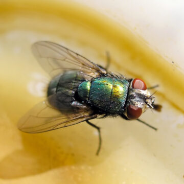 a fly on yellow fruit